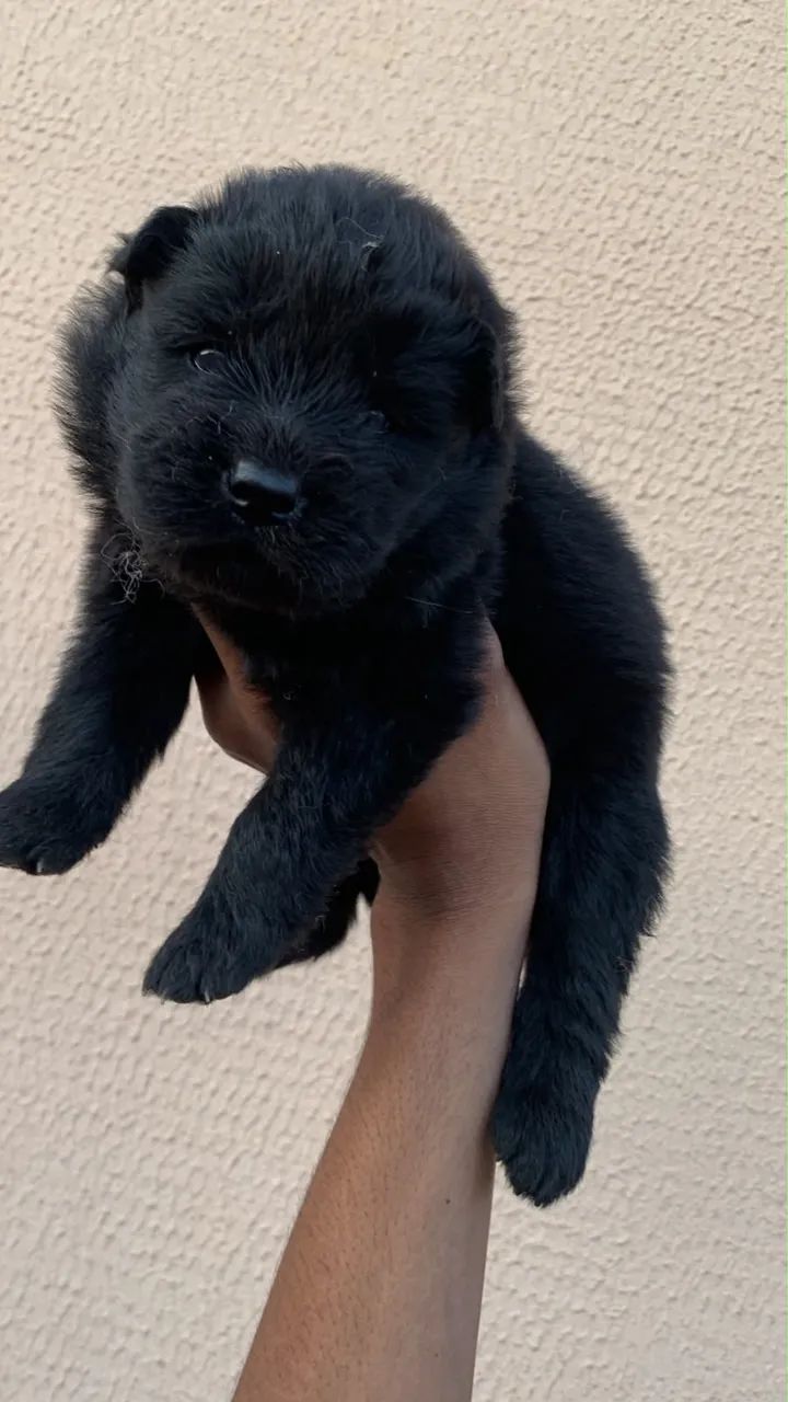 Chow chow - Foto 2