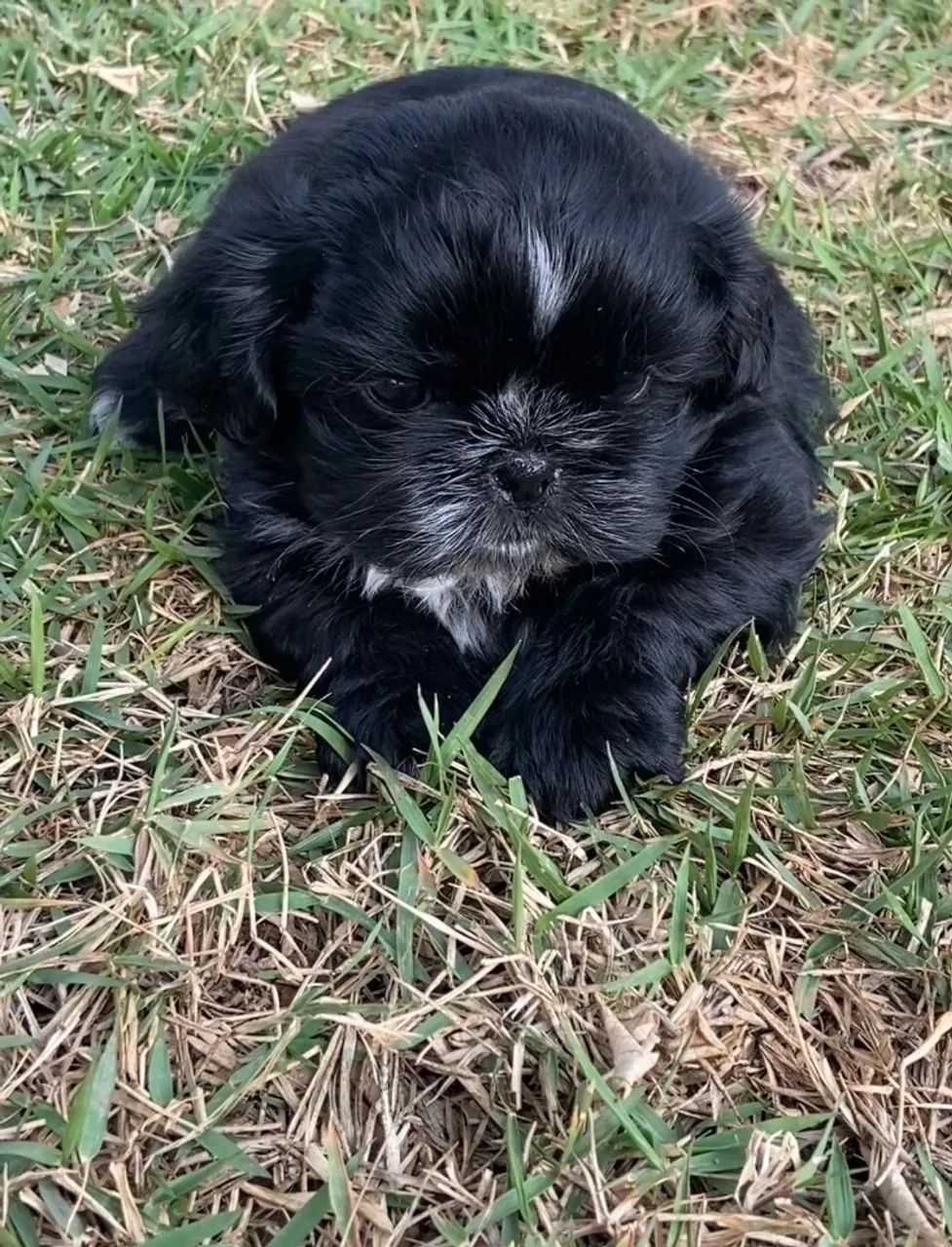 FILHOTE SHIHTZU MACHO  - Foto 4