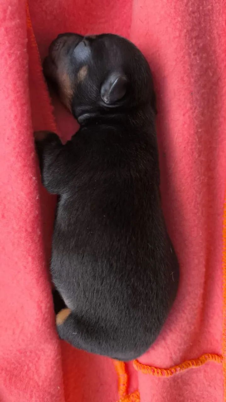 Pinscher macho - Foto 2