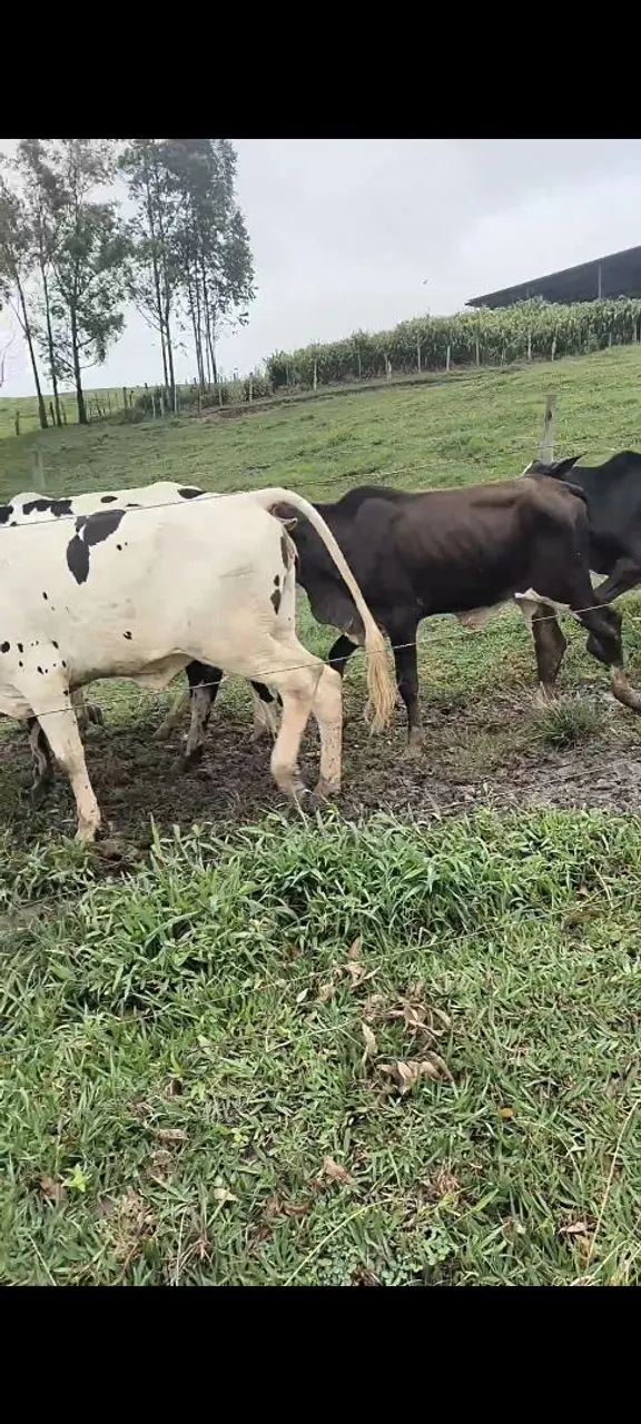 2 Novilhas e 3 garrotes anelorado  - Foto 4