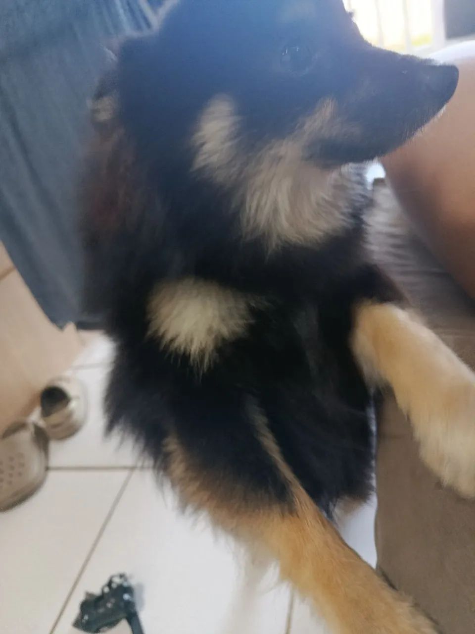 Spitz alemão  - Foto 5