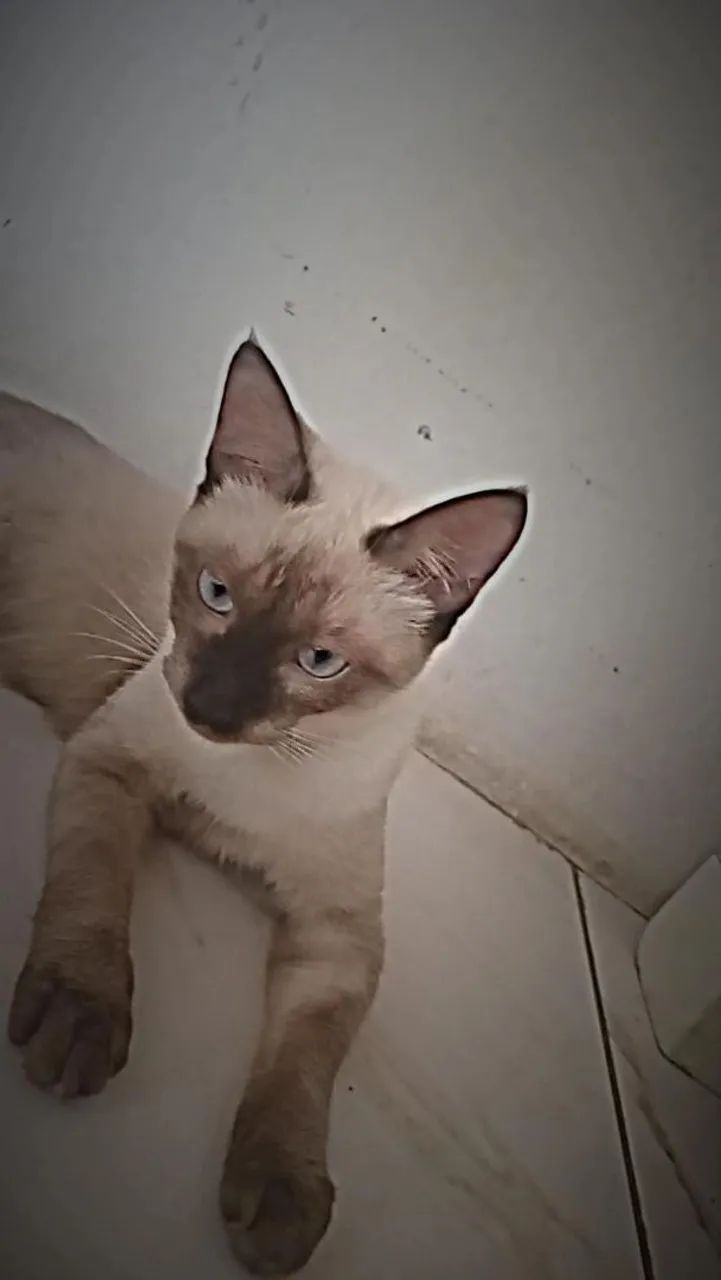 Gato pra adoção 