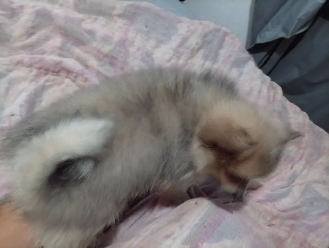Spitz alemão macho - Foto 4