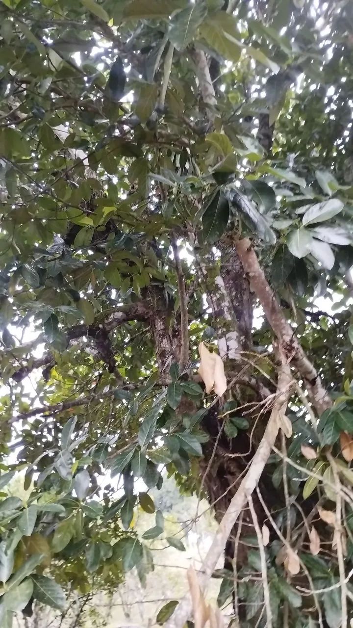 Sítio em Alagoa Nova as margens do Asfalto  - Foto 2