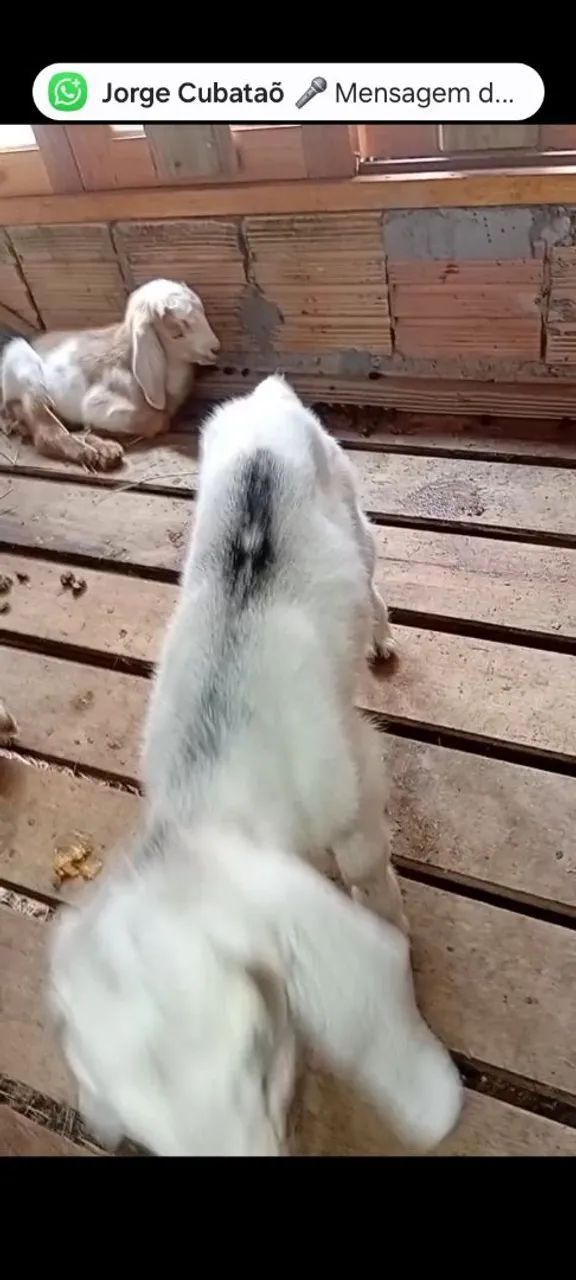 Cabrito - Foto 2