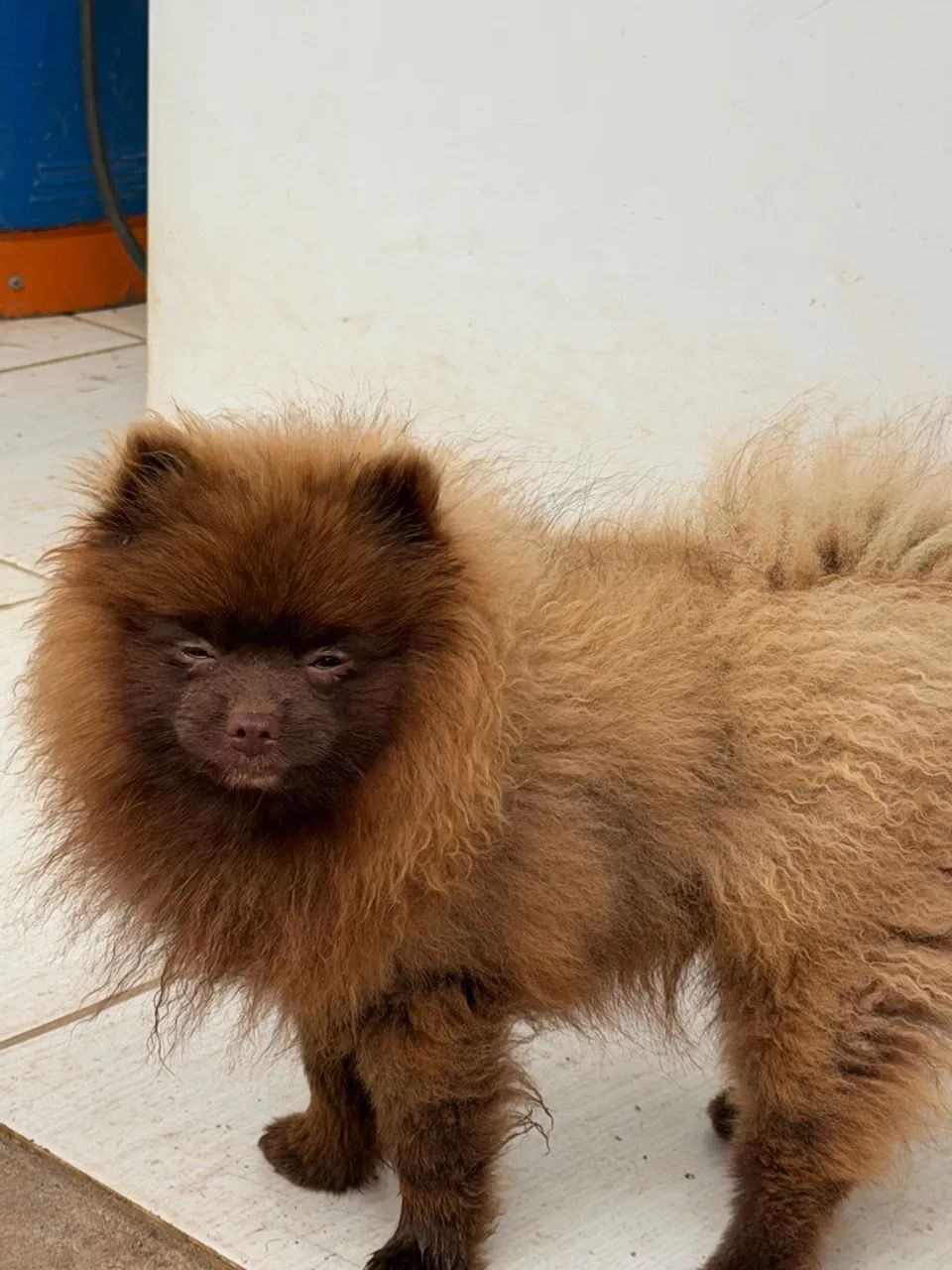 Spitz alemão 
