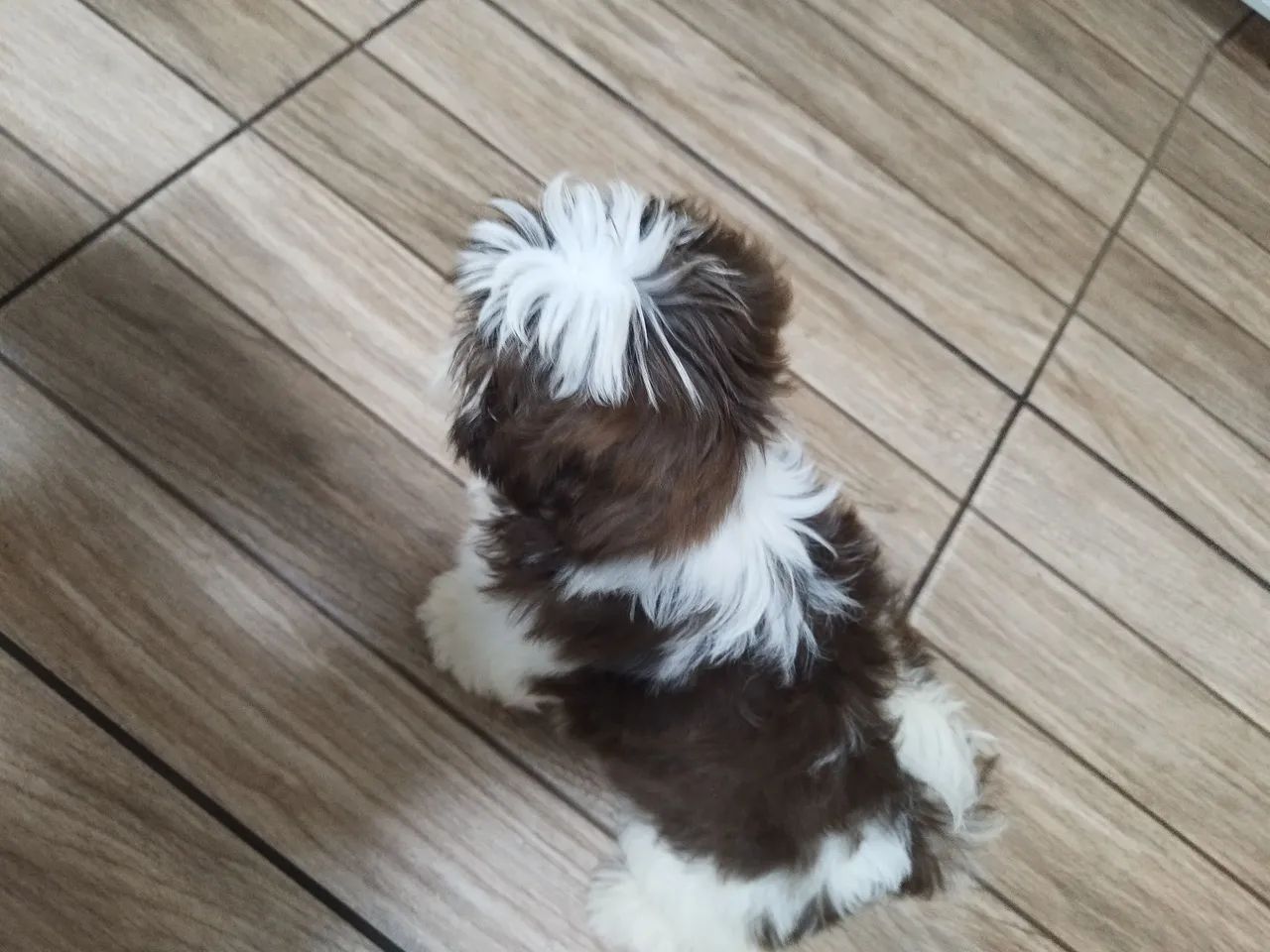 Shitzu macho  - Foto 2