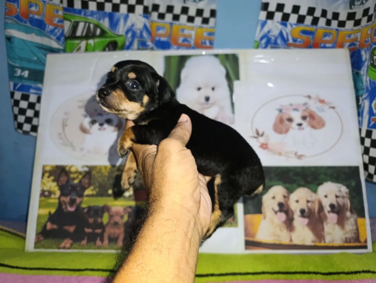 Pinscher miniatura macho - Foto 3