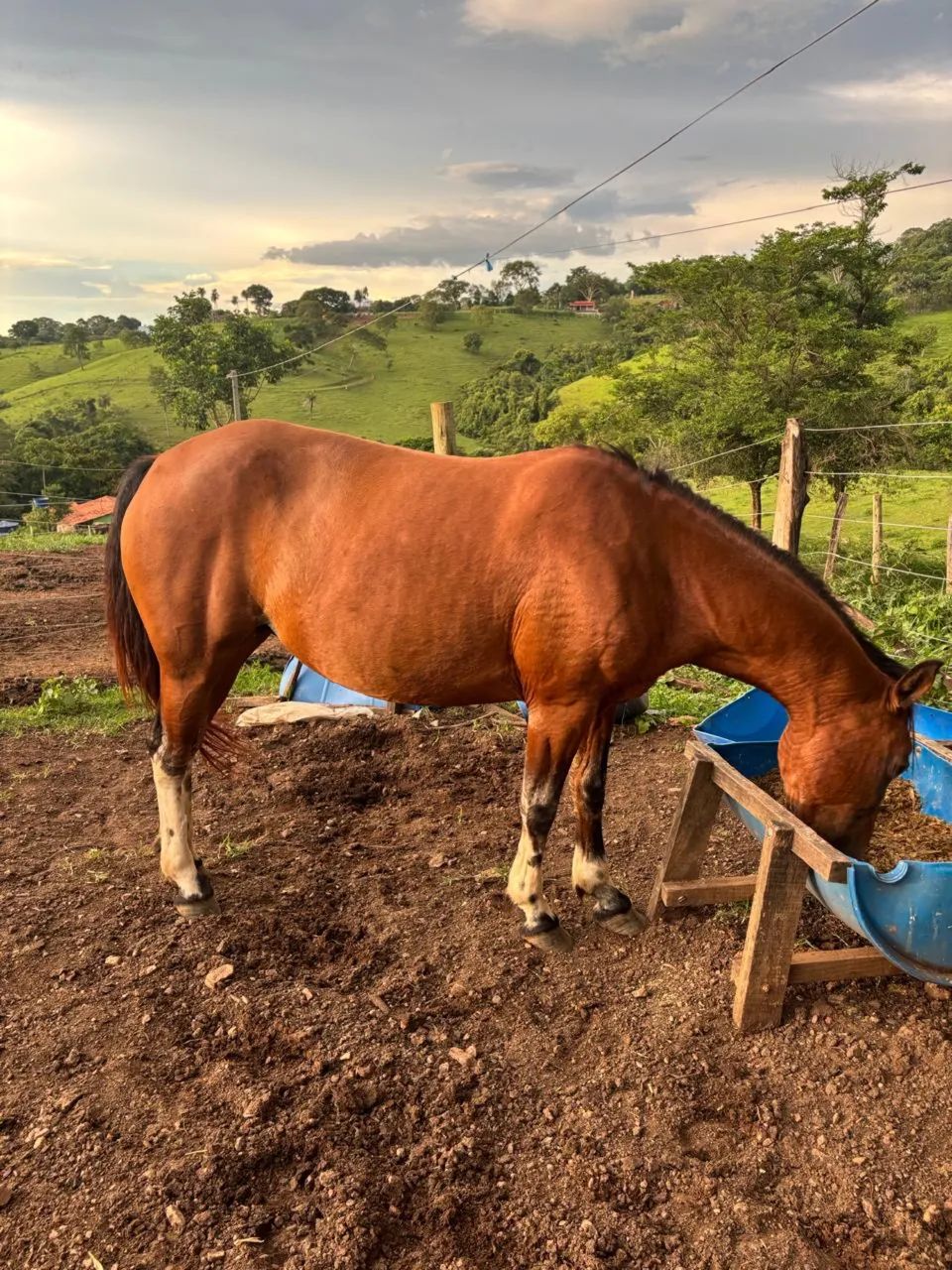 Égua  - Foto 4