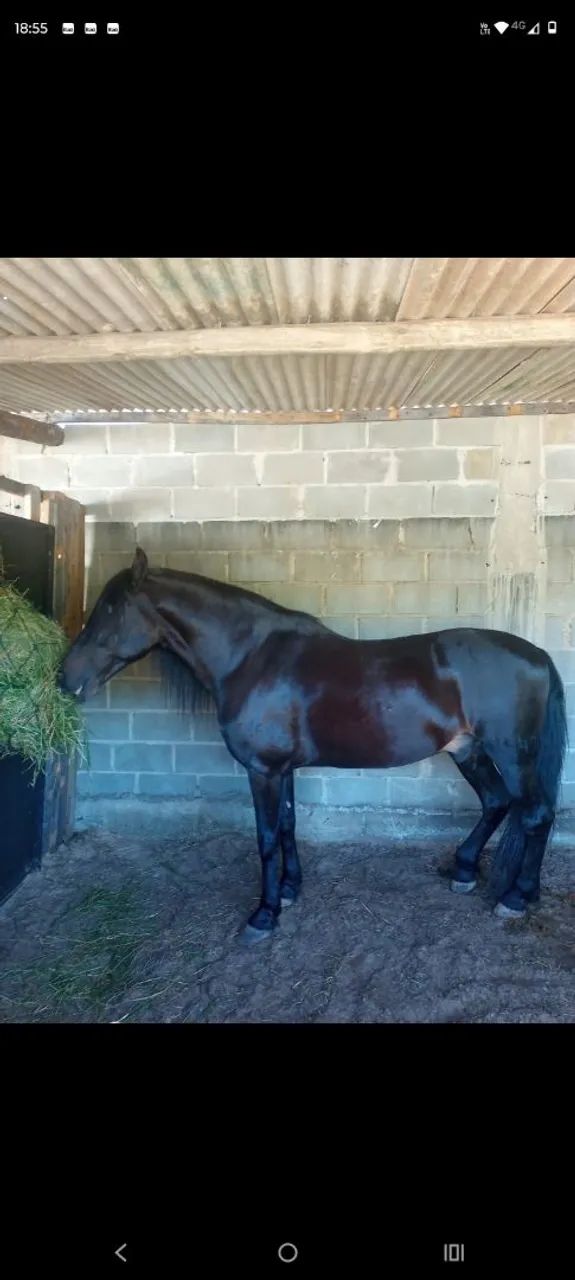 Vende-se mangalarga machado  - Foto 2