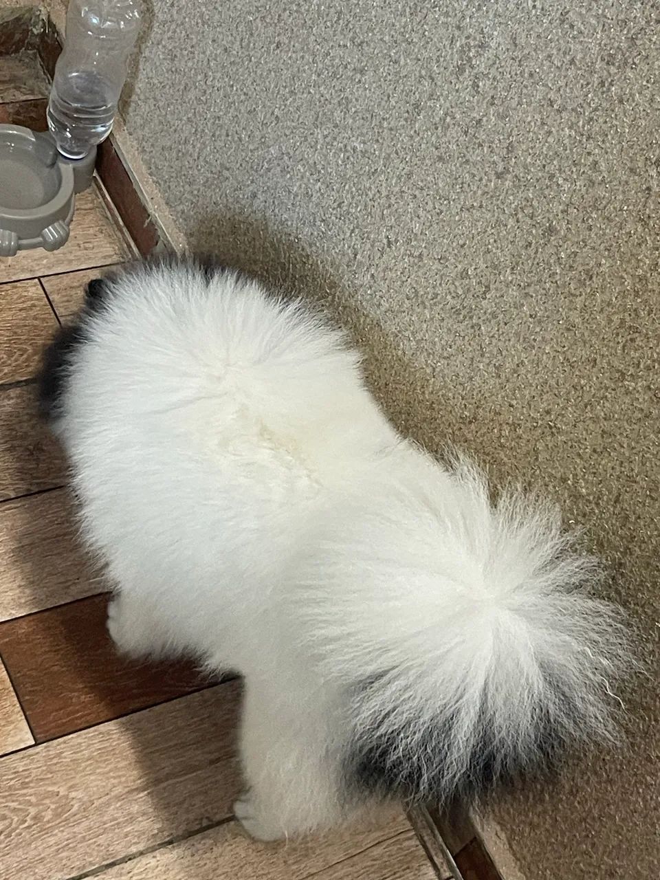 Cachorro  - Foto 2