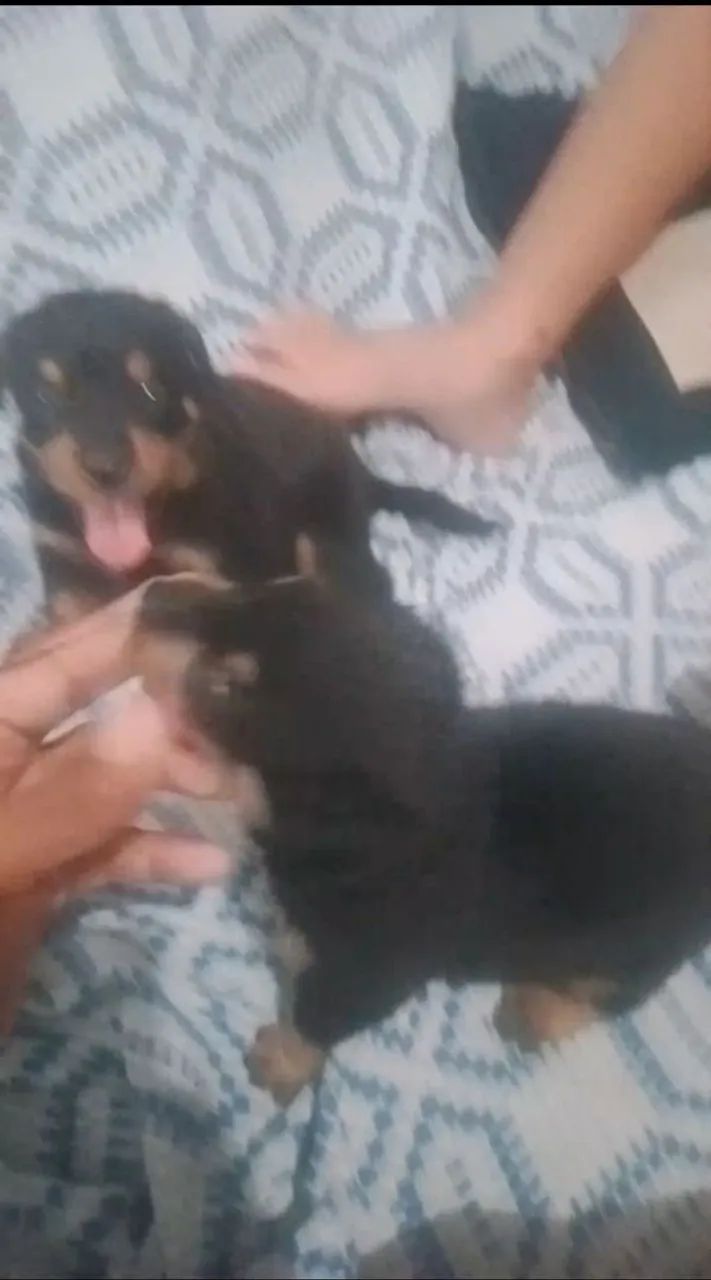 Filhotes de Rottweiler Cabeçudos  - Foto 3