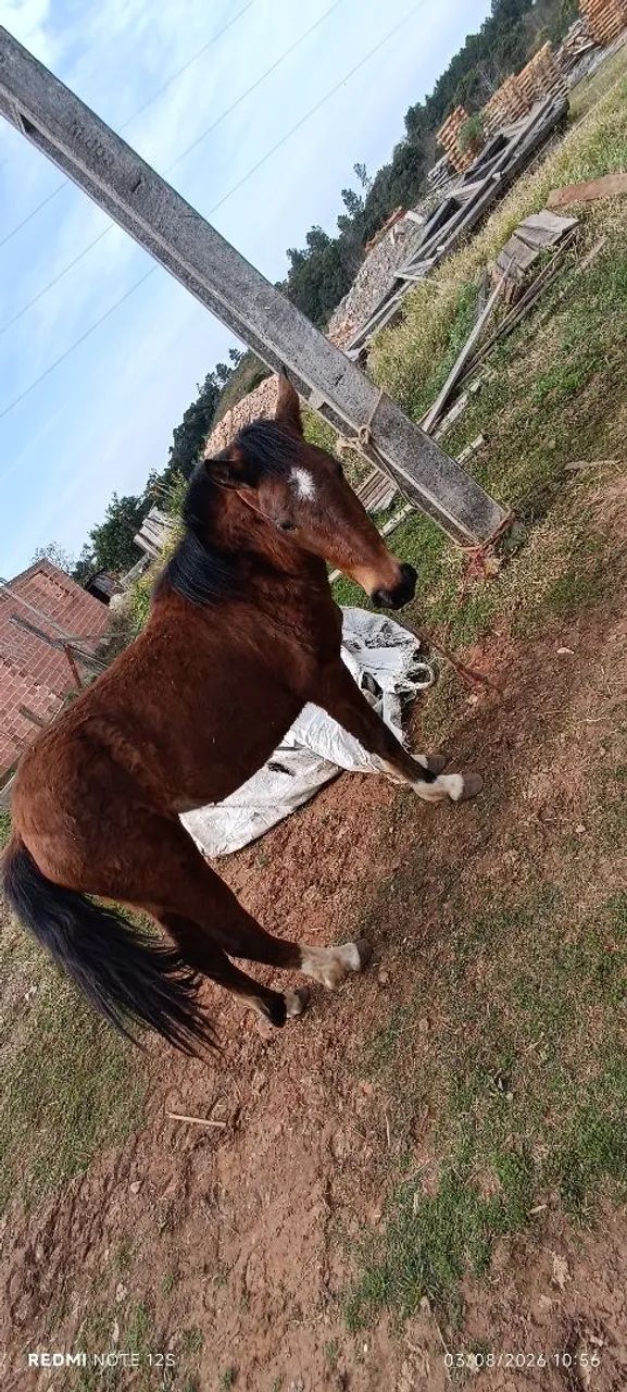 ? CAVALO À VENDA ? 2 ANOS | RAÇA NÃO DEFINIDA - Foto 3