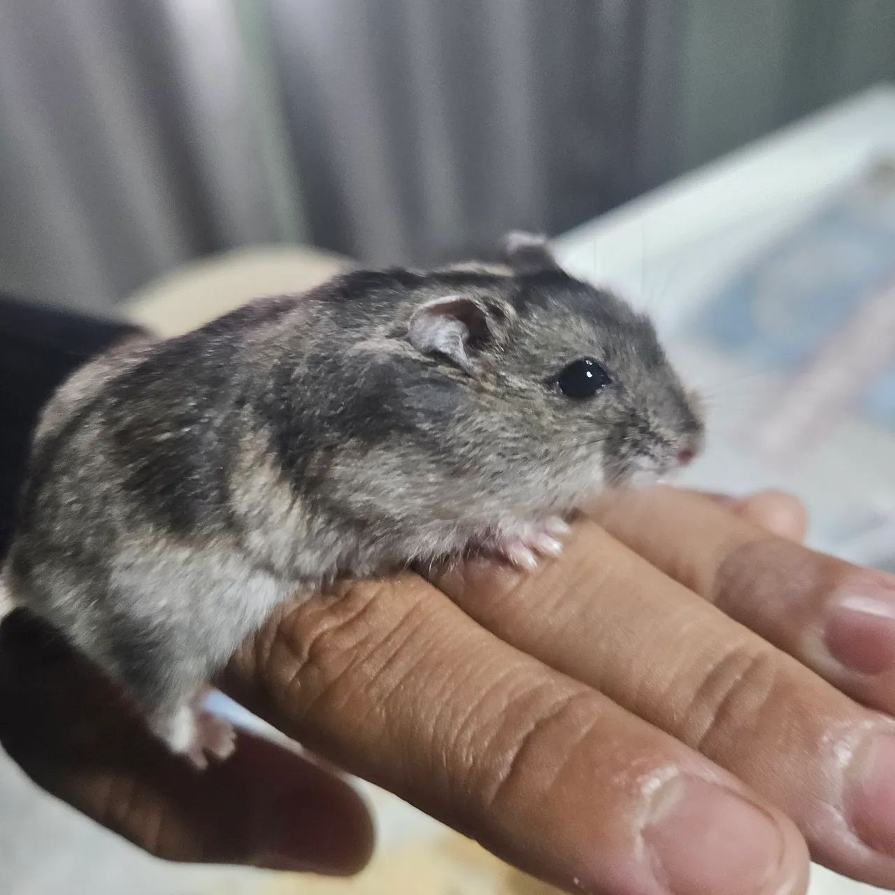 Hamister russo - Foto 2