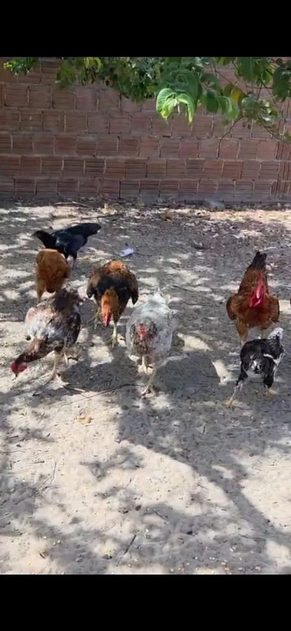 Vende-se aves - Foto 6