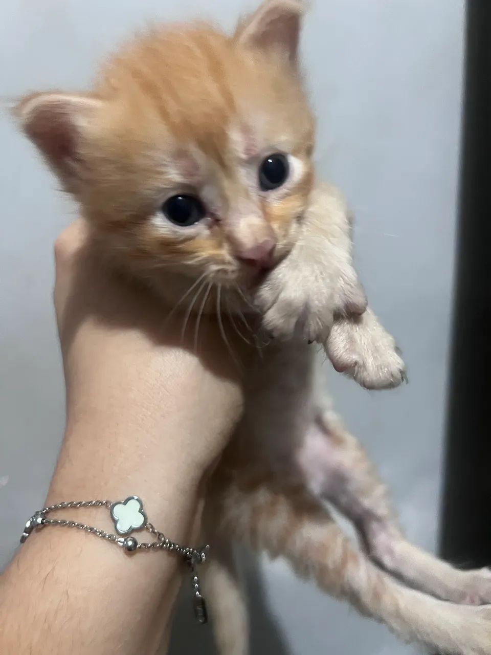 Gatos para adoção  - Foto 4