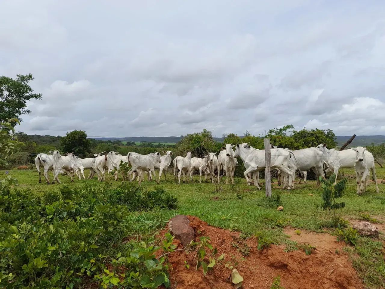 Fazenda a venda em Davinópolis Goiás!!! - Foto 5