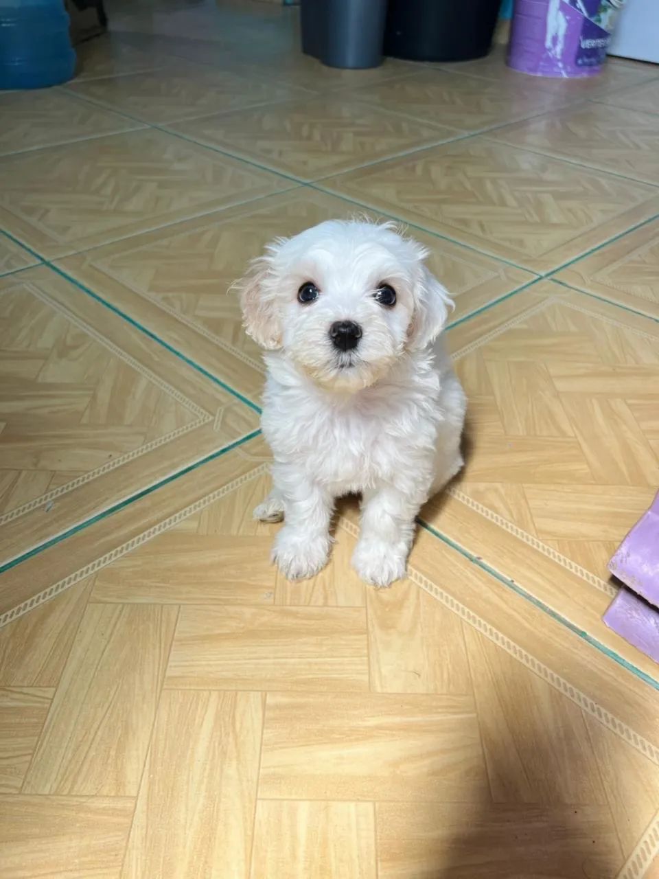 Poodle 600$ - Foto 2