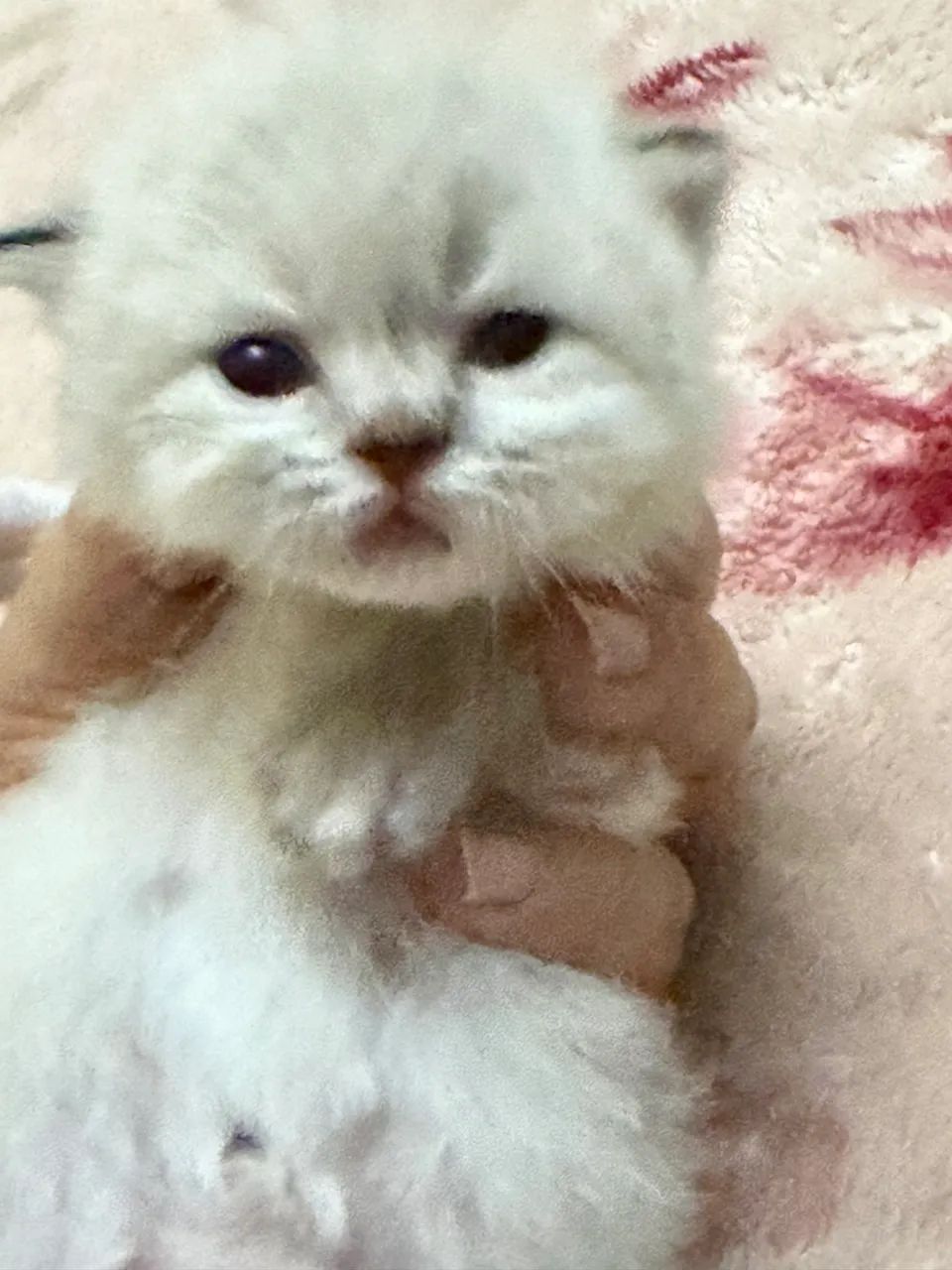 Filhotes de gato persa fêmea  - Foto 5