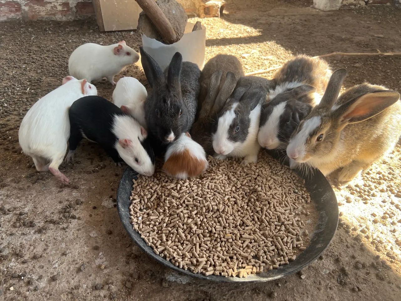 Coelhos e porquinhos da índia  - Foto 2