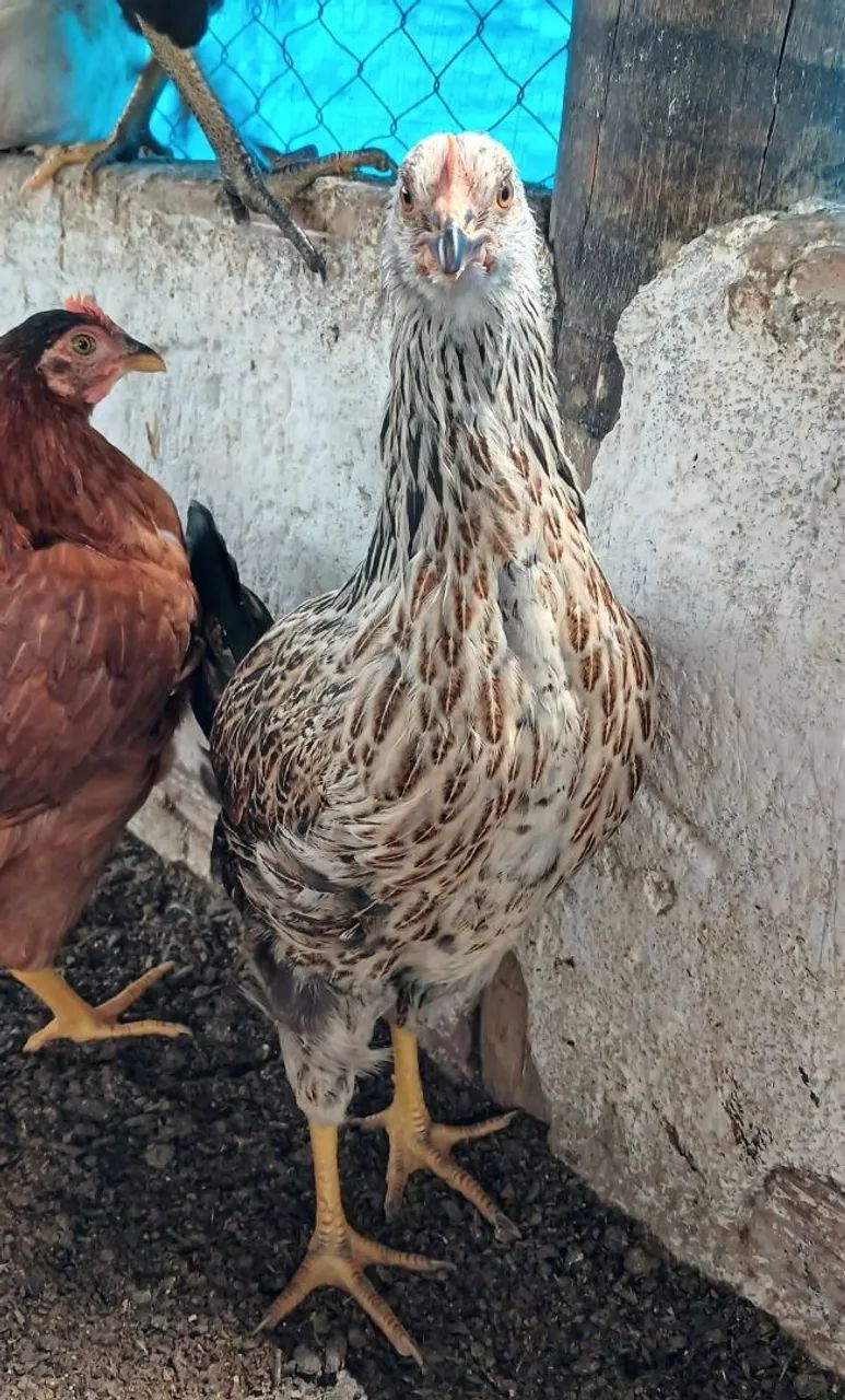 Galinha frangas poedeira  - Foto 5