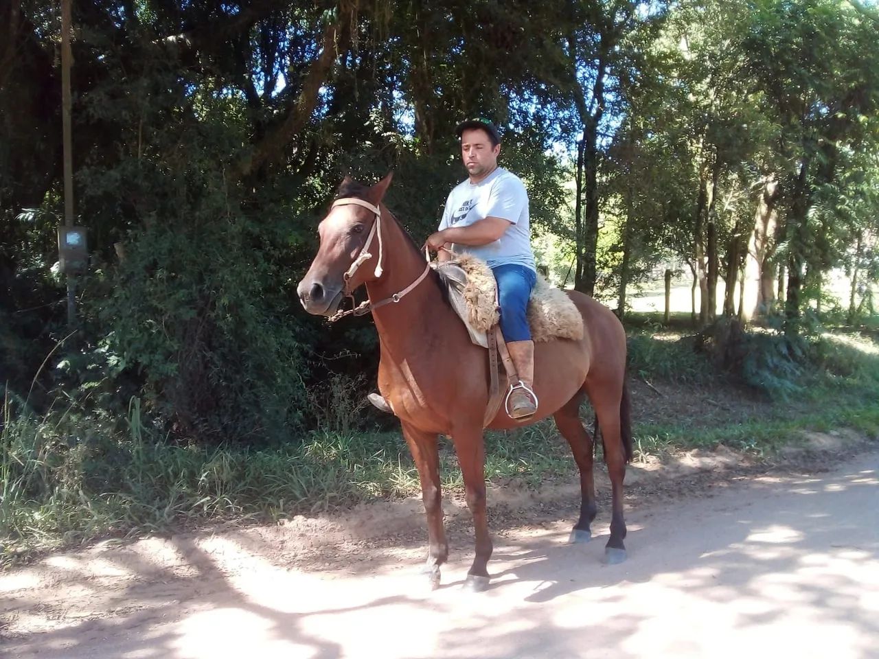 Cavalo quarto de milha com crioulo - Foto 3