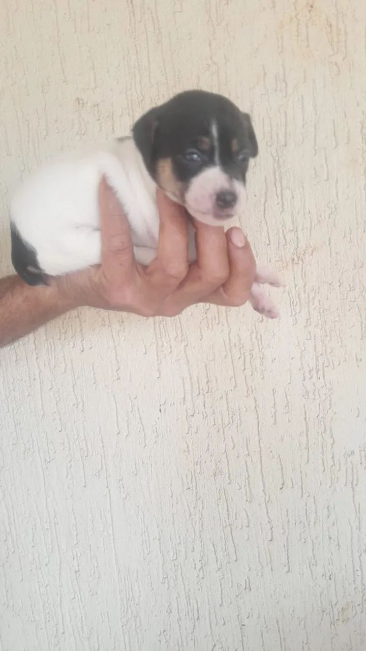 Animais de estimação - Foto 2