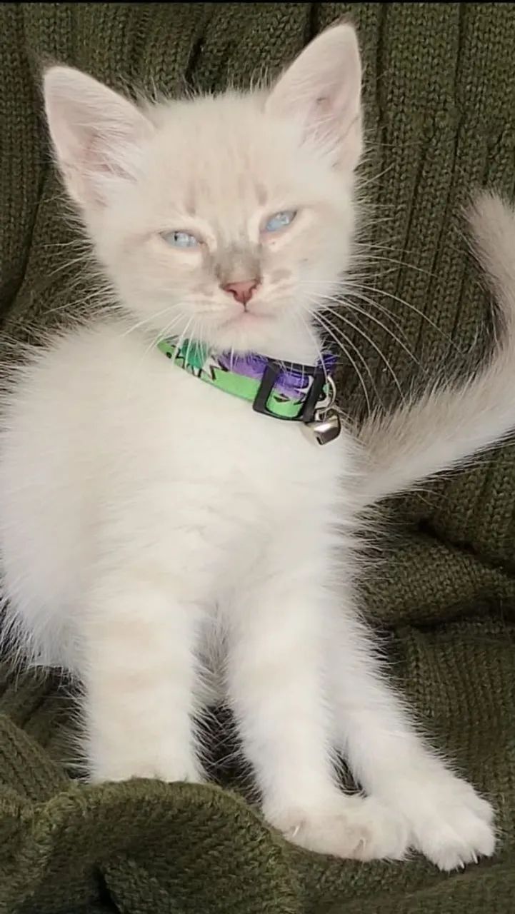 Gato siamês tigrado peludinho com 2 meses  - Foto 2
