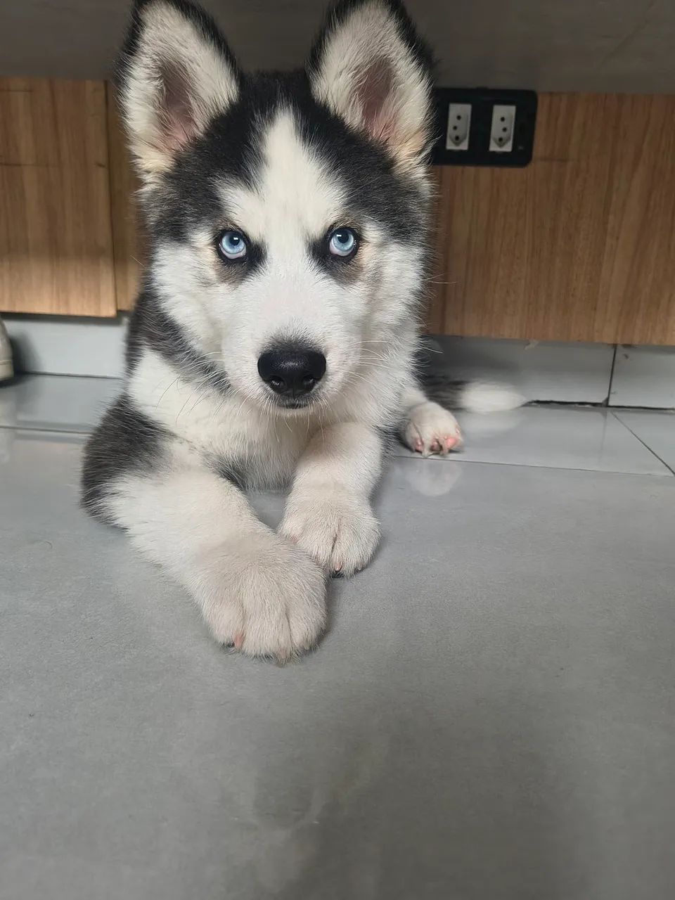 Husky siberiano macho  - Foto 5
