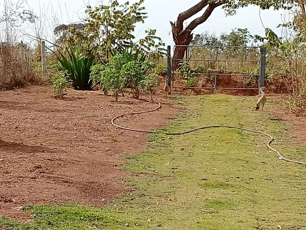 Chácara a venda  - Foto 4