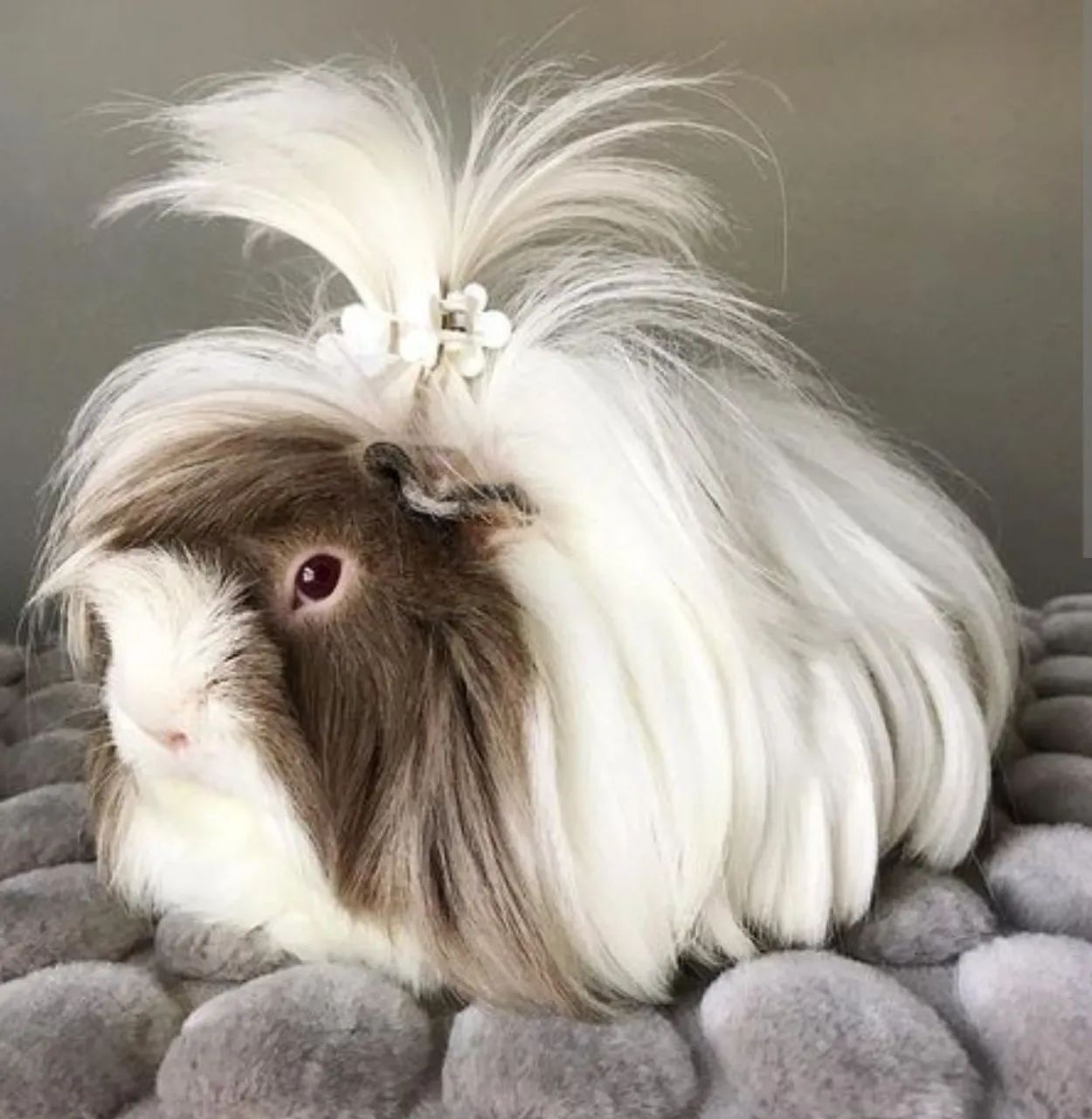 Porquinho da india peruano