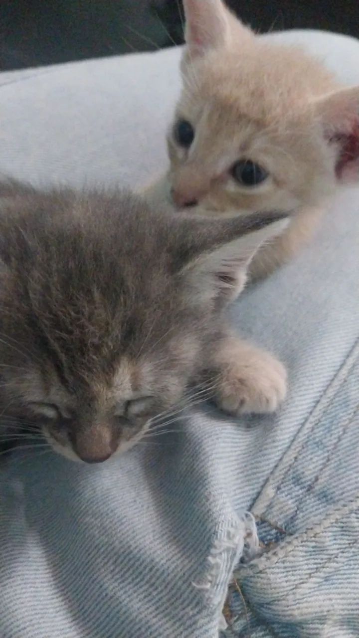 Adoção responsável ? - Foto 3