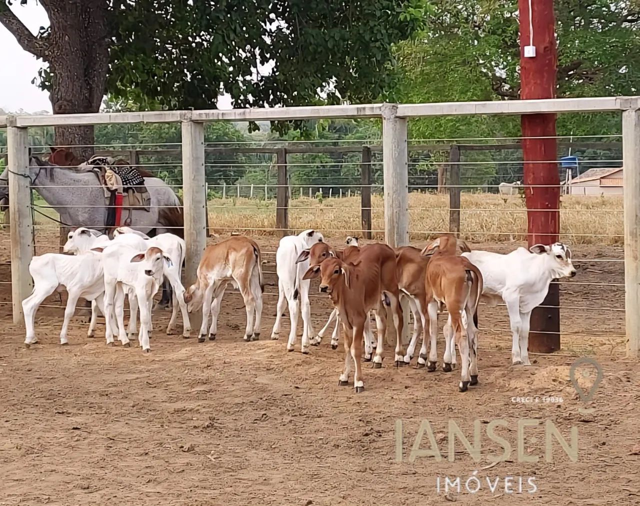Fazenda 6 anos de prazo avalia permuta  - Foto 3