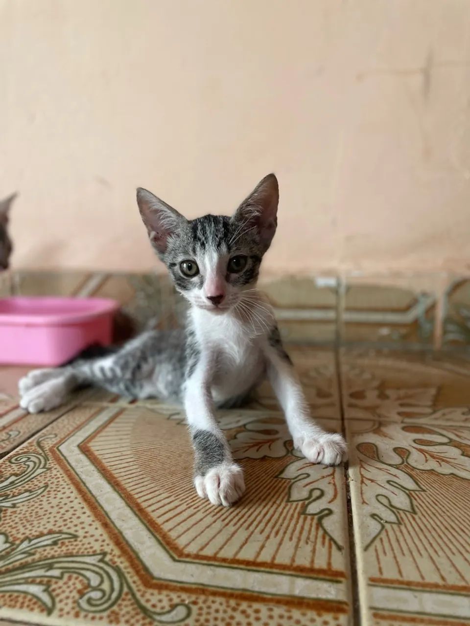 Doa-se gatinho lindos 