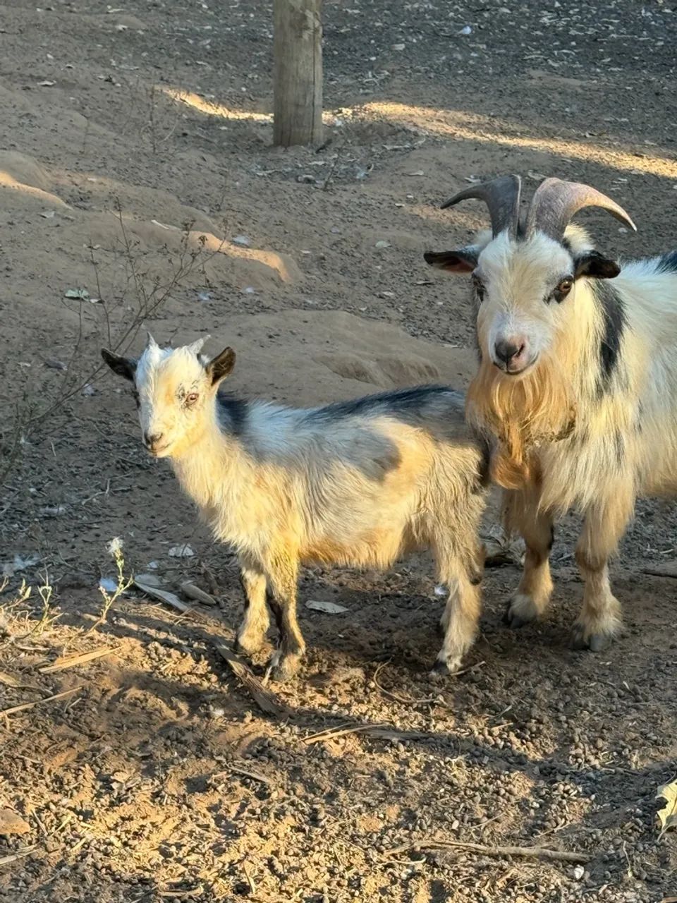 Mini cabrito - Foto 2