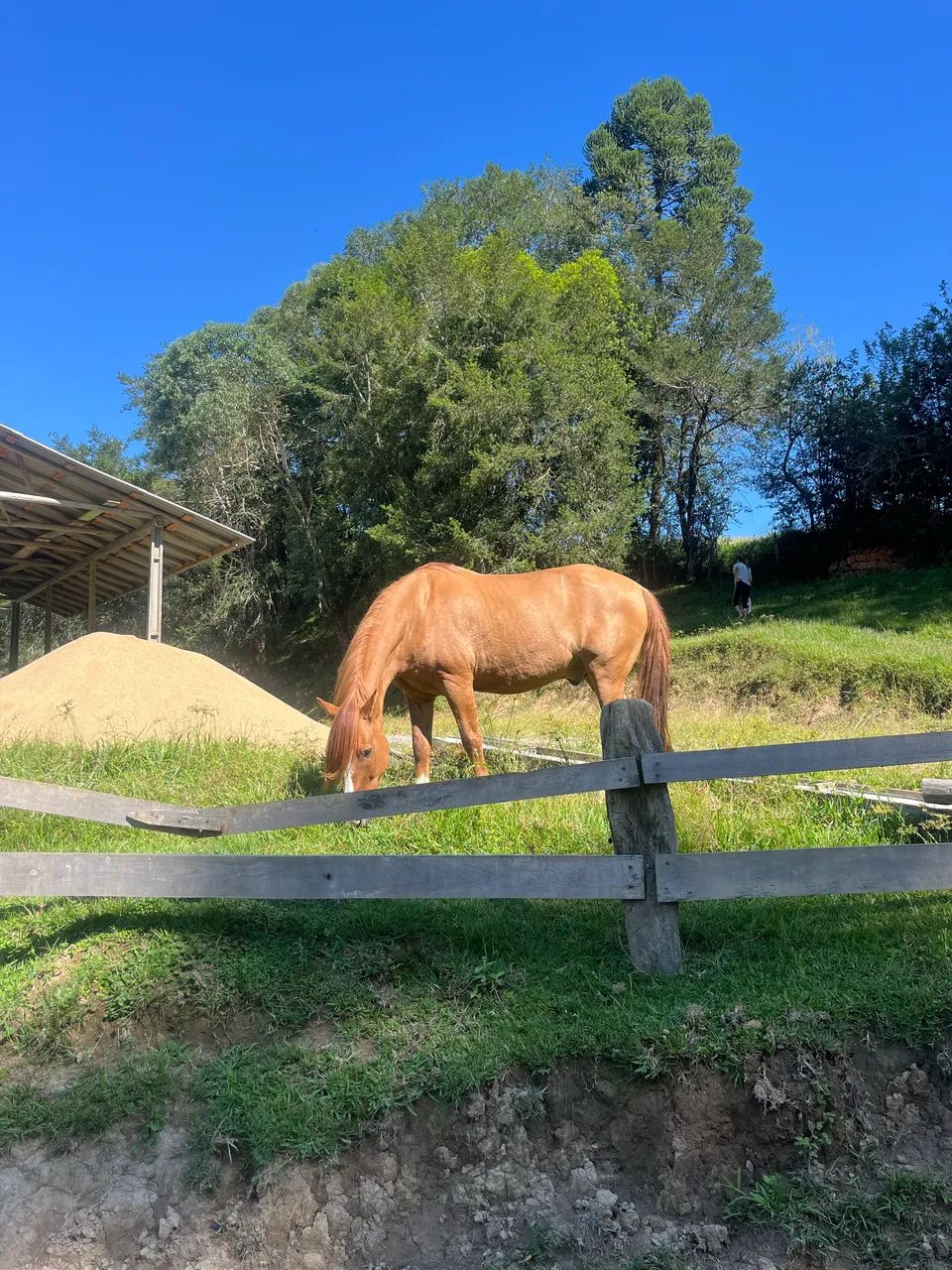 Cavalo Gateado para Laço Comprido - Foto 3