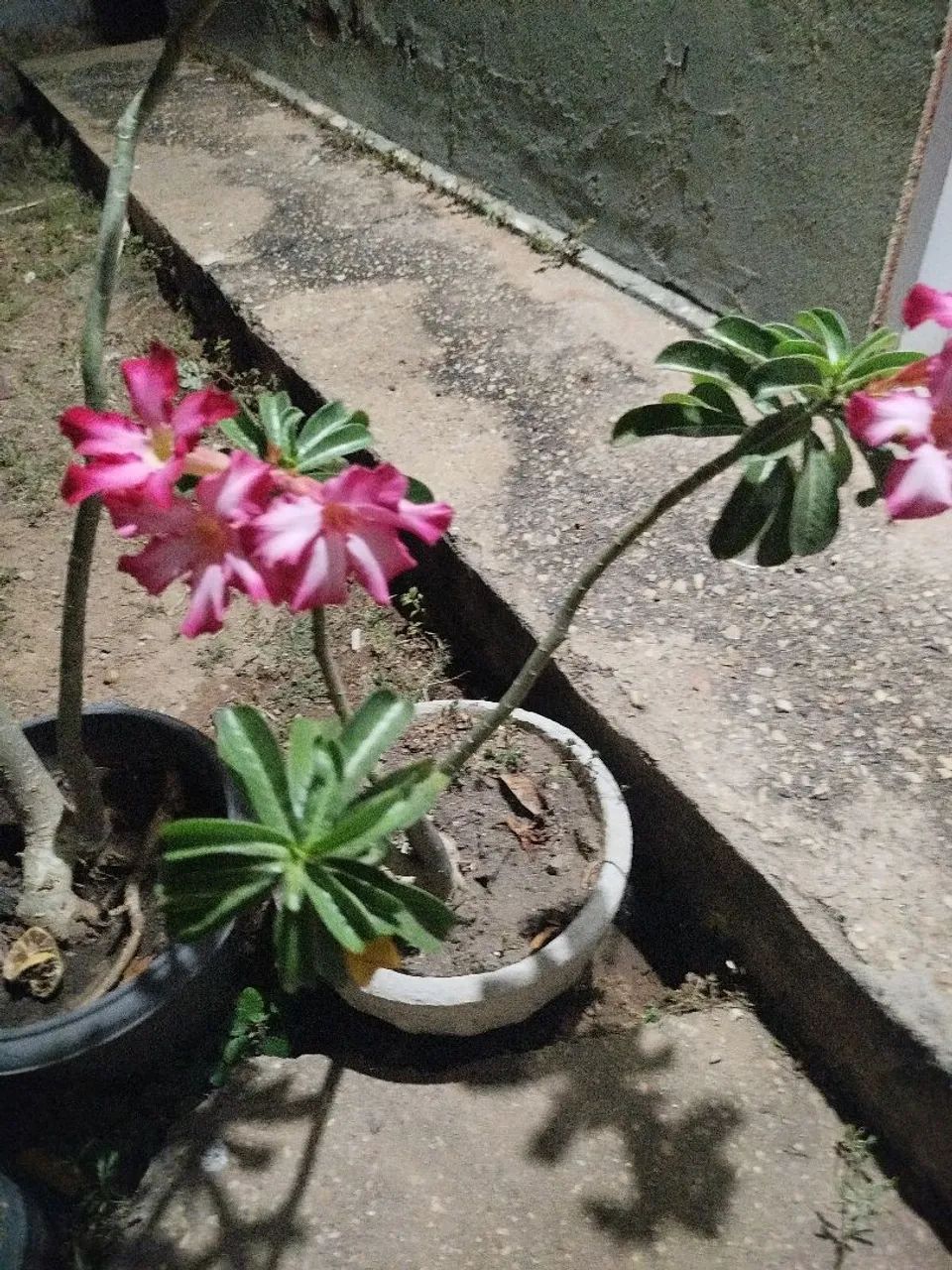 Rosa do deserto 