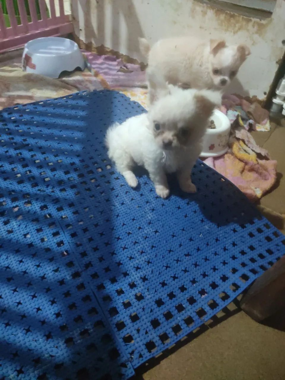 Filhotes de chihuahua alto padrão  - Foto 2