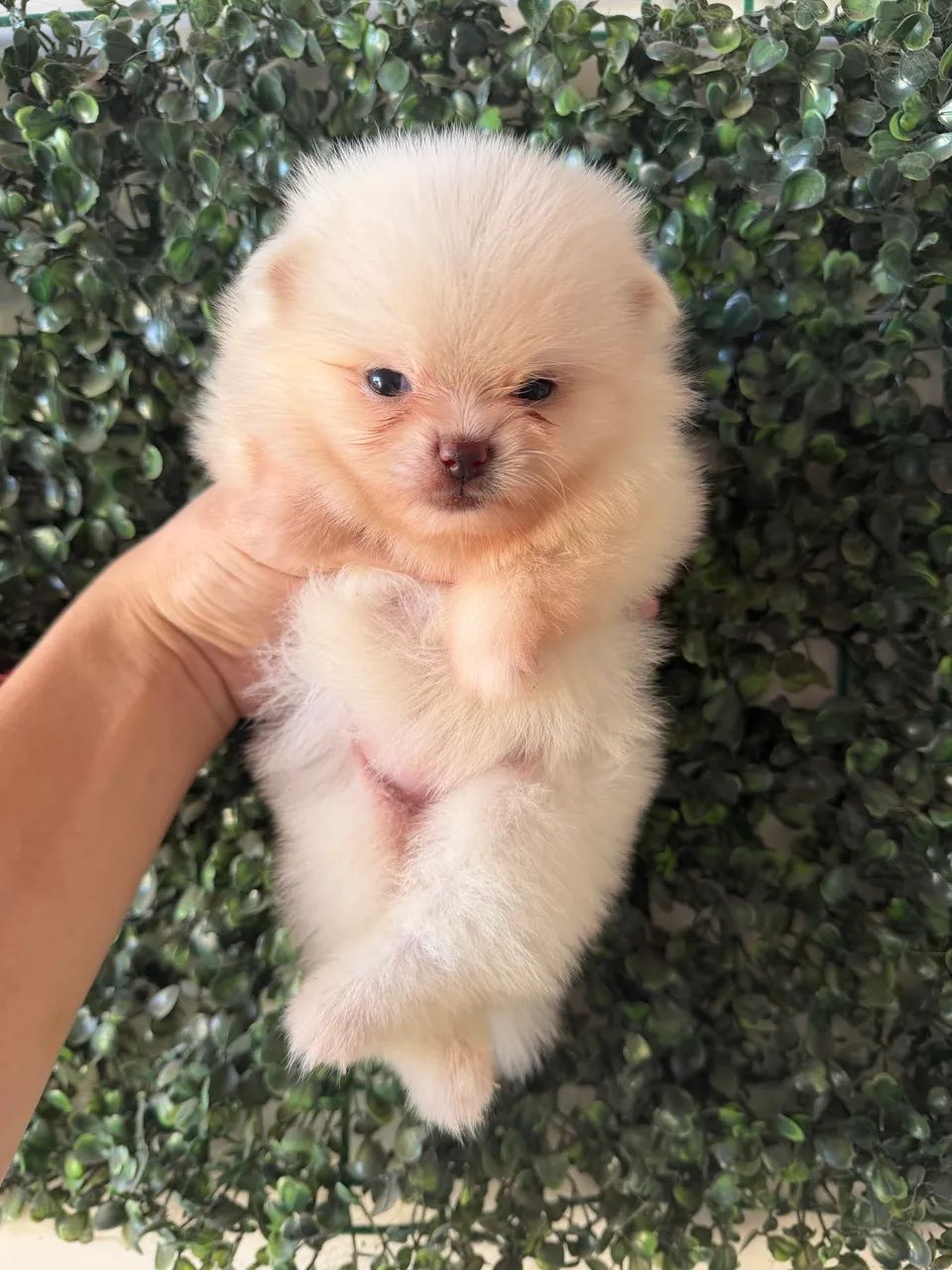 Spitz alemão fêmea 