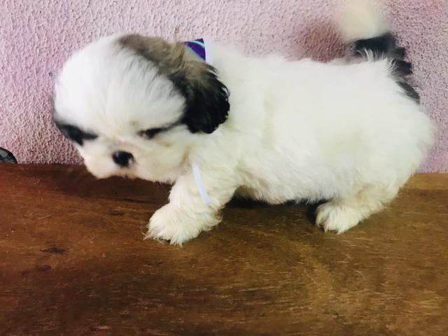 Machos shih tzu só 450 - Foto 3