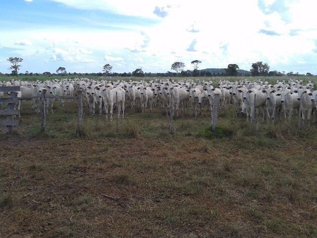 Fazenda c/ 3.540he c/ 2.840he aberto/formados, a 28km de Cuiabá-MT - Foto 11