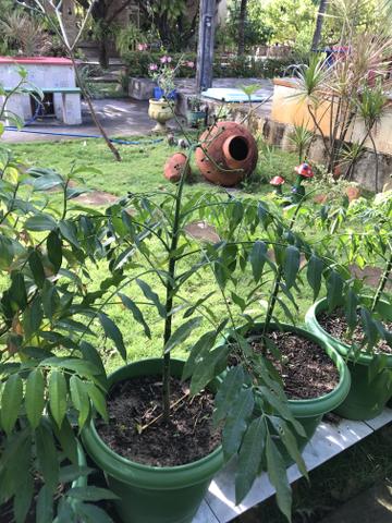 Mudas de cajá manga ou cajarana anã - Foto 3