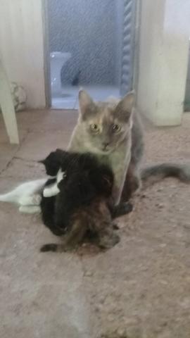 Doação de lindos gatinhos mestiços - Foto 3