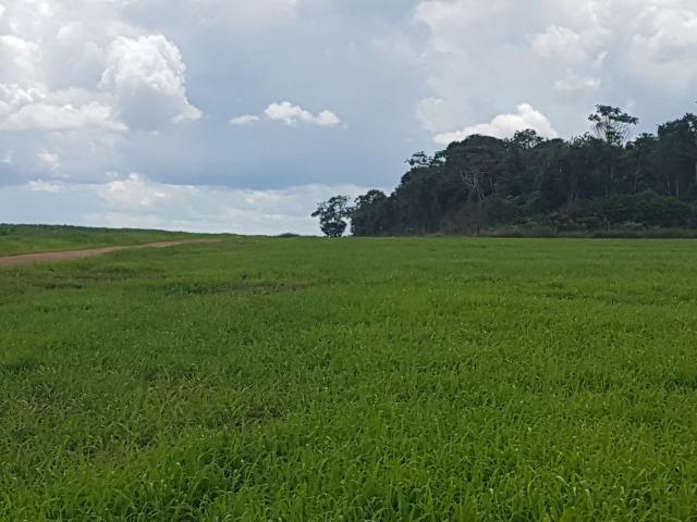 Fazenda 6.400 Hectares Plantando Lavoura - MT - Foto 3
