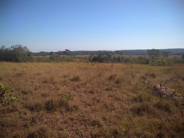 Fazenda c/ 920he, com 600he formados, as margens da BR, a 35km de Cuiabá-MT - Foto 7