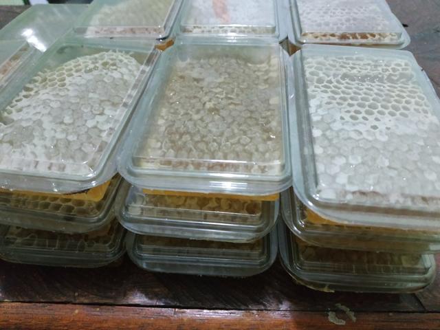 Favos de mel ,feito pelas abelhas direto na bandeja!! florada silvestre