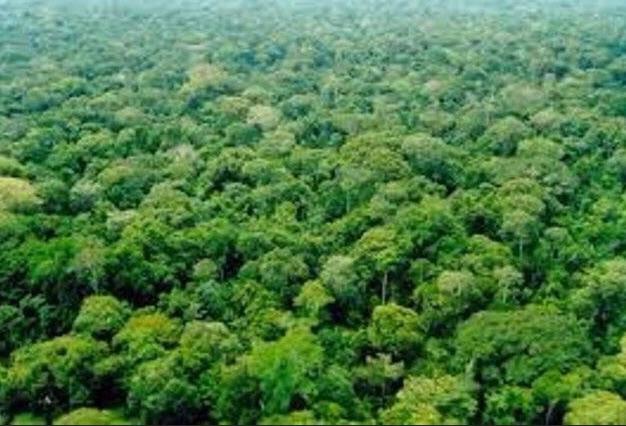 Vendo ou Arrendo Fazenda Sinop - 7.000 hectares ( Direto com Proprietário) - Foto 3