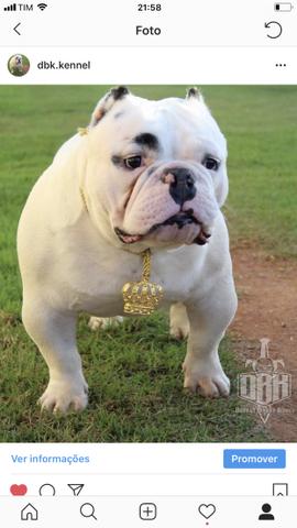 American Bully sangues Importados - Foto 5