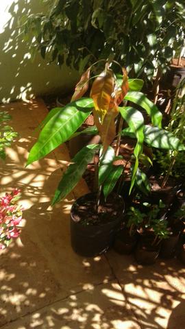 Produtor frutífera com Frutos-limão taiti, galego, pokan-Grama preço baixo-Montamos Pomar - Foto 2