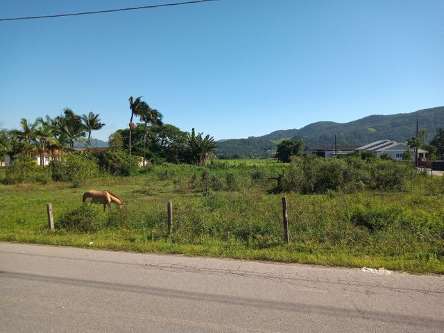 Terreno 3,6 hectares - Santo Amaro da Imperatriz - Foto 2
